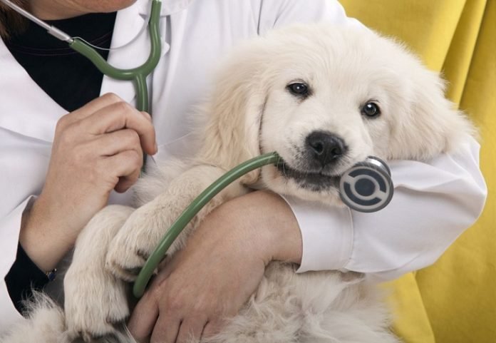 Làm sao để mở cơ sở kinh doanh thuốc thú y Mở cơ sở kinh doanh thuốc thú y